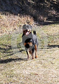 Young Rottweiler happy Dog photo