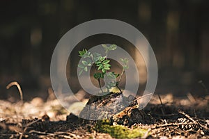 Young rowan tree seedling grow from old stump in Czech forest. Seedling forest is growing in good conditions.