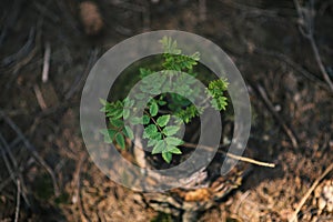 Young rowan tree seedling grow from old stump in Czech forest. Seedling forest is growing in good conditions.