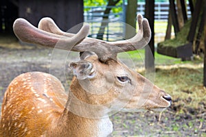 Young royal deer, head turned to the right