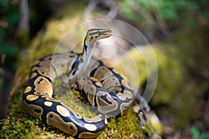 A young royal python lies on the green grass. He lifted his head up and looks majestically into the distance. Cold