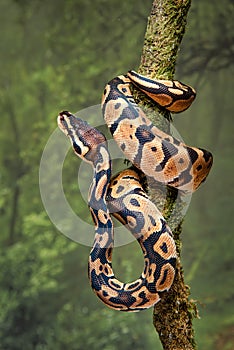 Royal python wrapped around tree