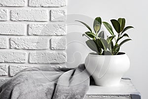 Young rubber plant Ficus elastica in white flower pot with gray soft fleece blanket near it