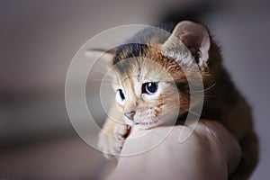 Young ruddy abyssinian kitten is lying in palm