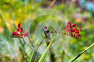 Young Rufous Hummingbird Perched on Flower