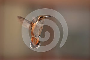 Young rufus humming bird in flight