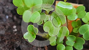 Young rukkola spring salad green plants