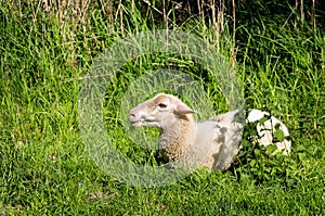 Young ruminating sheep lies in the fresh grass