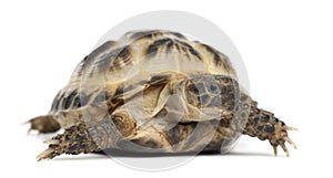 Young Russian tortoise, Horsfield's tortoise