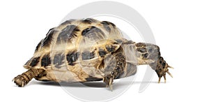 Young Russian tortoise, Horsfield's tortoise