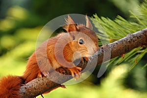 Young rusty-coloured squirrel