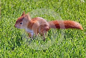 Young rusty-coloured squirrel