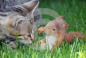 Young rusty-coloured squirrel and cat