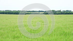 Young rye field on a cloudy day, Russia