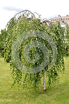 Young`s birch Betula pendula `Youngii`. General view of the tree