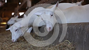 Young saanen goats in goat milk farm