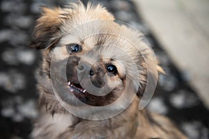 Young sabel tibetan spaniel puppy looking adoringly at owner