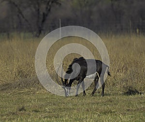 Young Sable antelope in a south african game reserve