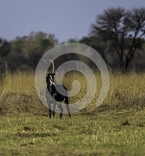 Young Sable antelope in a south african game reserve
