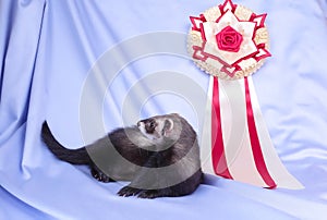 Young sable ferret with award