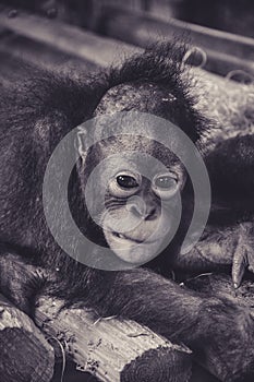 Young but Sad Orangutan looking at Photograper photo
