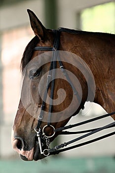 Young saddle horse under training canter in riding hall