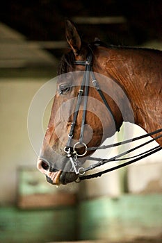 Young saddle horse under training canter in riding hall