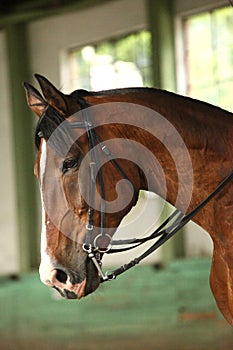 Young saddle horse under training canter in riding hall