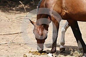 Young saddle horses in paddock smelling feces on hot summer day