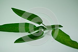 Young sage bush on a white background