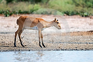 Young saiga antelope or Saiga tatarica walks in steppe near water