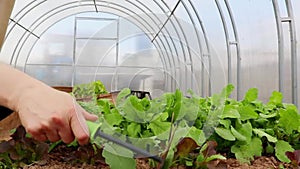 Young salad. Fresh green lettuce and arugula on a garden bed in greenhouses, Vegetable garden with raised beds
