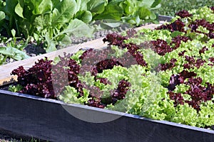 Young salad on the raised garden bed