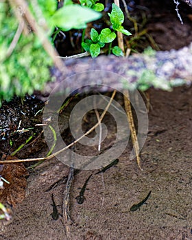 Young Salamanders in shallow water of a streamlet in the woods