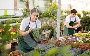 Young salesgirl preparing for sale potted Lobelia erinus in store