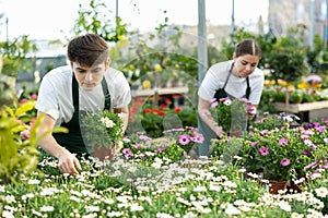 Young salesman checking potted Argyranthemum frutescens in garden shop