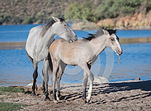 Young wild horse playing with a foal photo