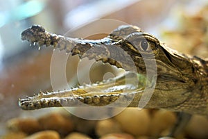 Young Saltwater Crocodile, australia