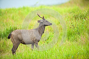 Young Sambar deer in the grassland in the rain.