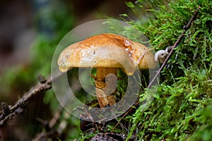 Young Sand Boletus grow in green Moss