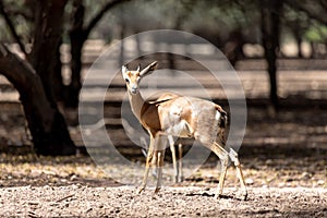 Young sand gazelle roaming in nature in UAE