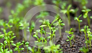 Young sandalwood Santalum album seedlings, in the nursery, in shallow focus