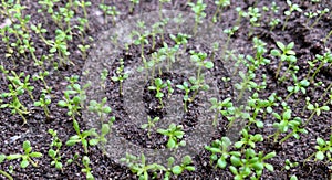 Young sandalwood Santalum album seedlings, in the nursery, in shallow focus