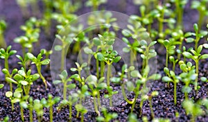 Young sandalwood Santalum album seedlings, in the nursery, in shallow focus