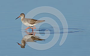 Young sandpiper walking in the lake