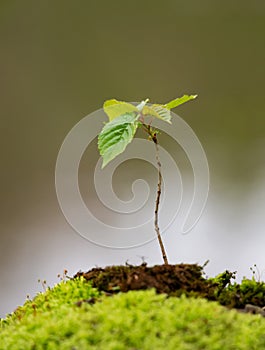 Young sapling of a beech tree growing out of a mound