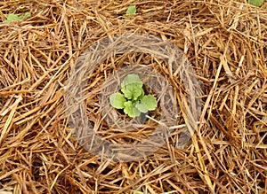 young sapling growing from soil that have dry straw cover it in garden, countryside of Thailand