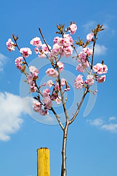 Young sapling of Prunus serrulata in blossom