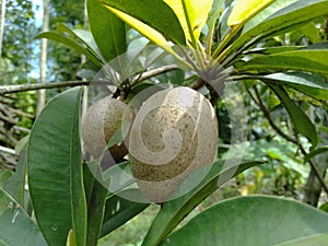 Young sapodilla fruit