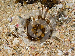 Young Sargassum seaweed in sandy rock pool